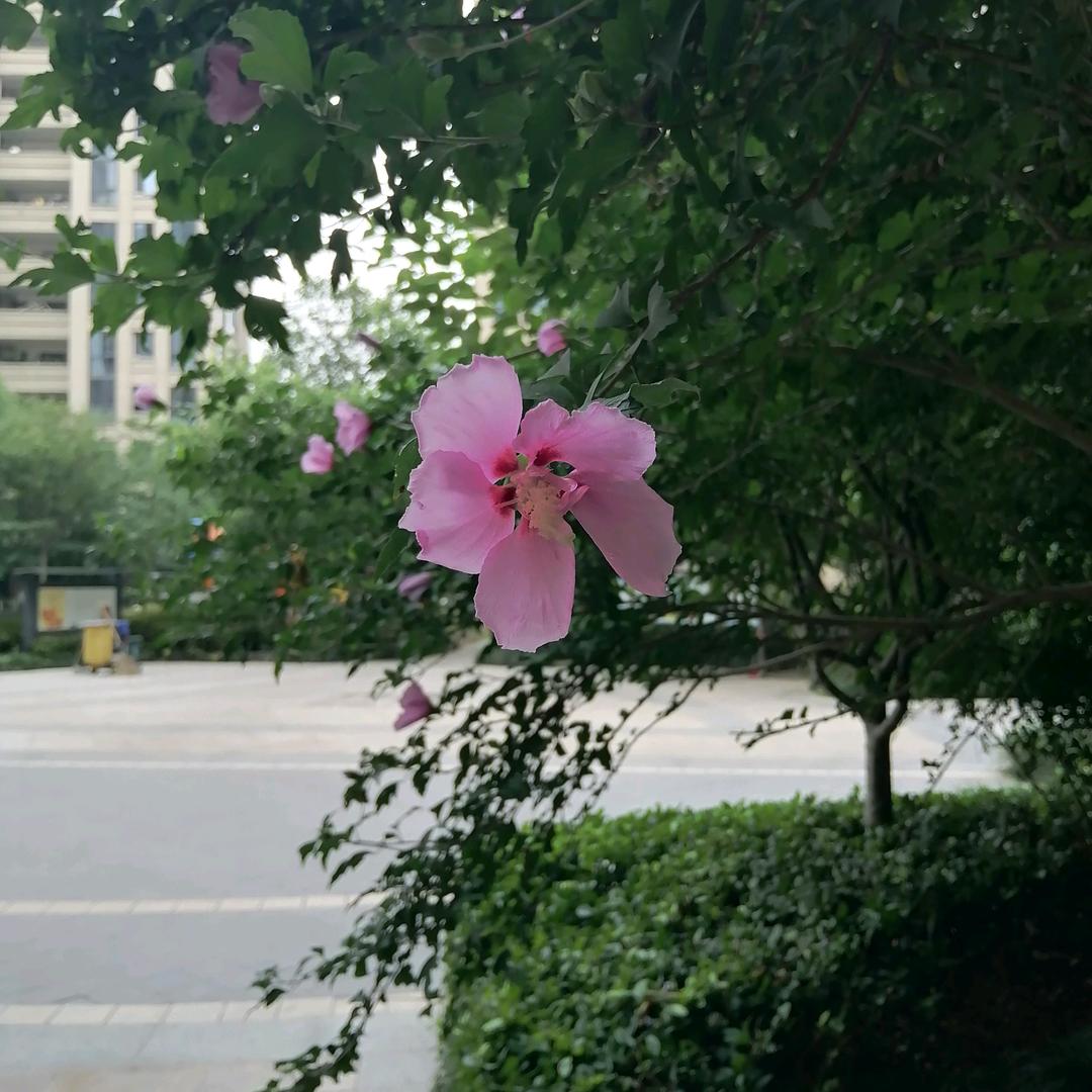 杭州三墩租售蔡大姐