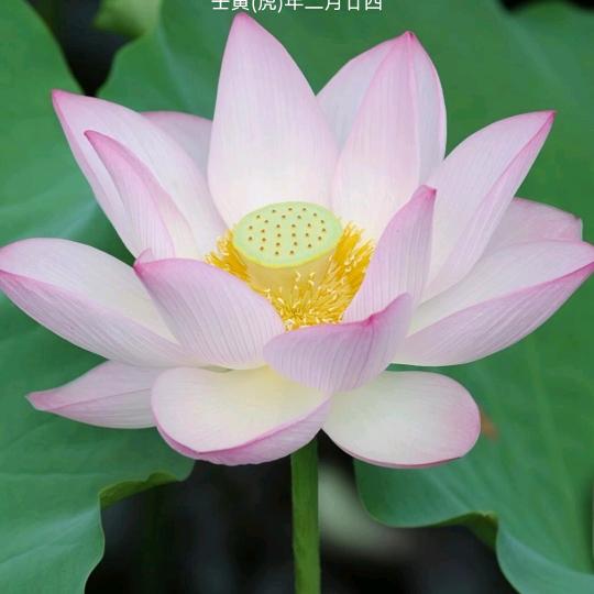 何翠仙puhhvgjhb  byihvv