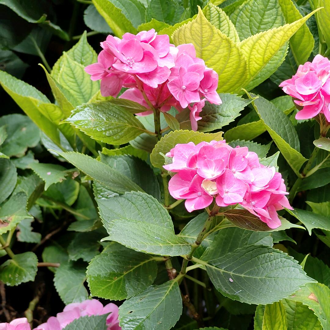 💞雨ℳঞᩚ落心꧔ꦿ尘᭄:: 💞