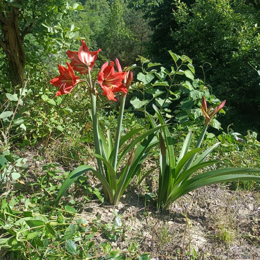 善家河，向师傅