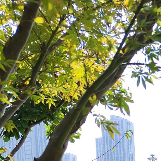 无所谓《工厂工地废铁回收》