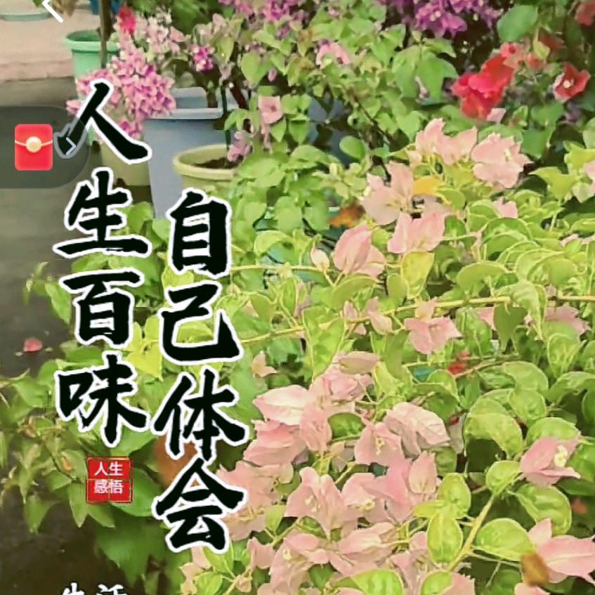 超哥(三角梅花园)