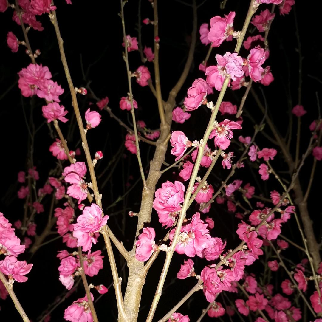 子涵