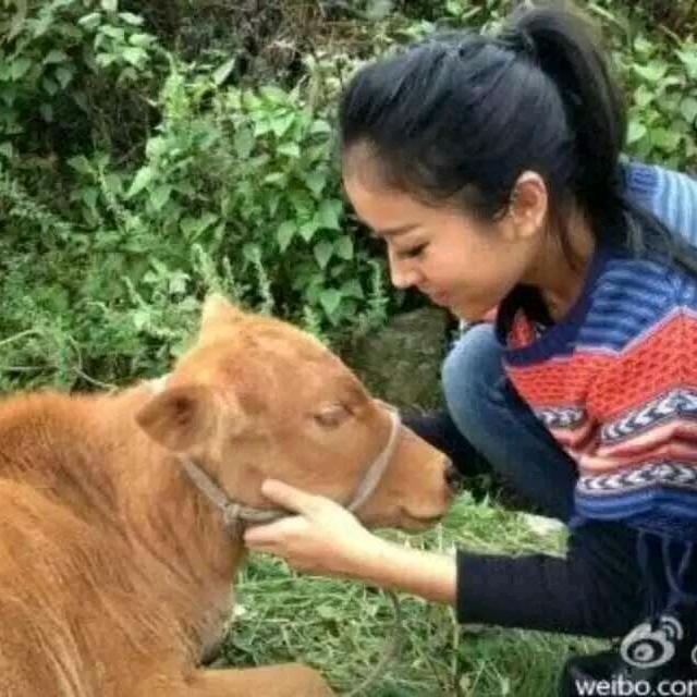 雨中百合