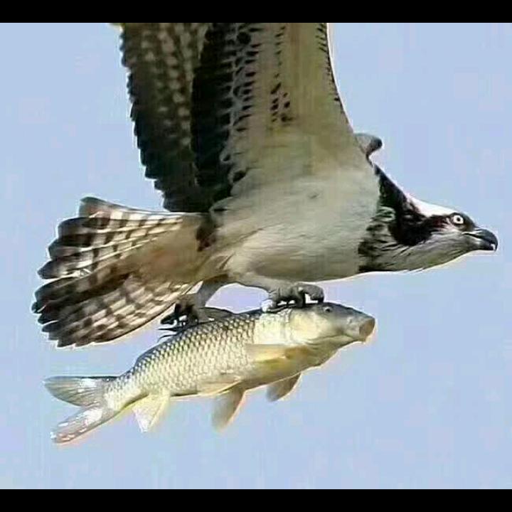 香蕉柠檬哈密瓜