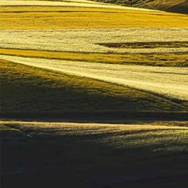 花菜炒肉吃的饭