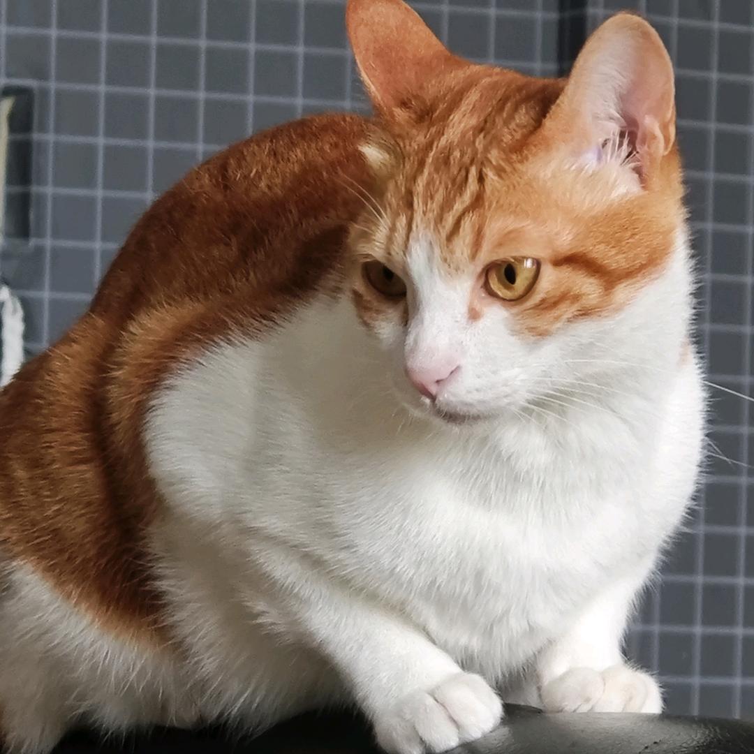 桃子和西西瓜呀