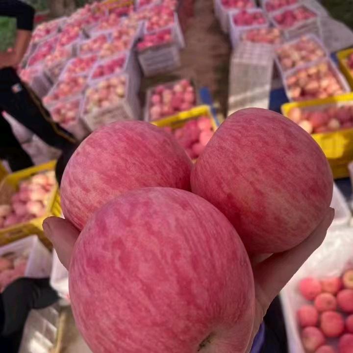 平凉优质苹果店