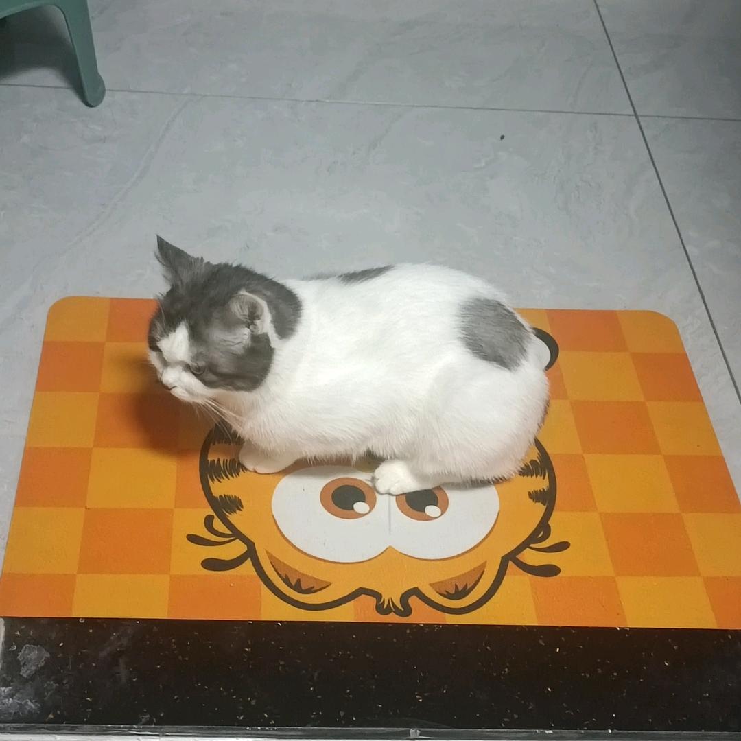 成都,锦江小七