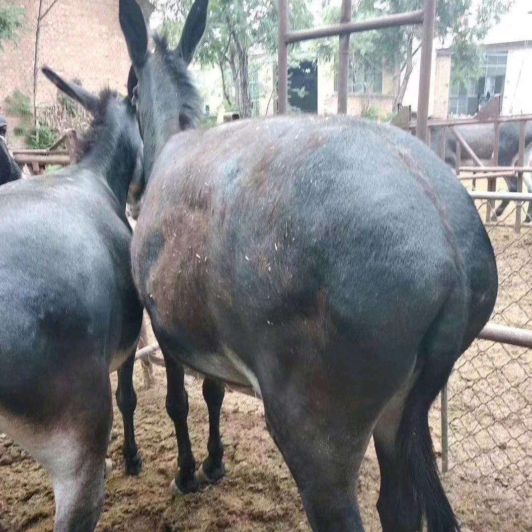 肉驴养殖，驴肉批发