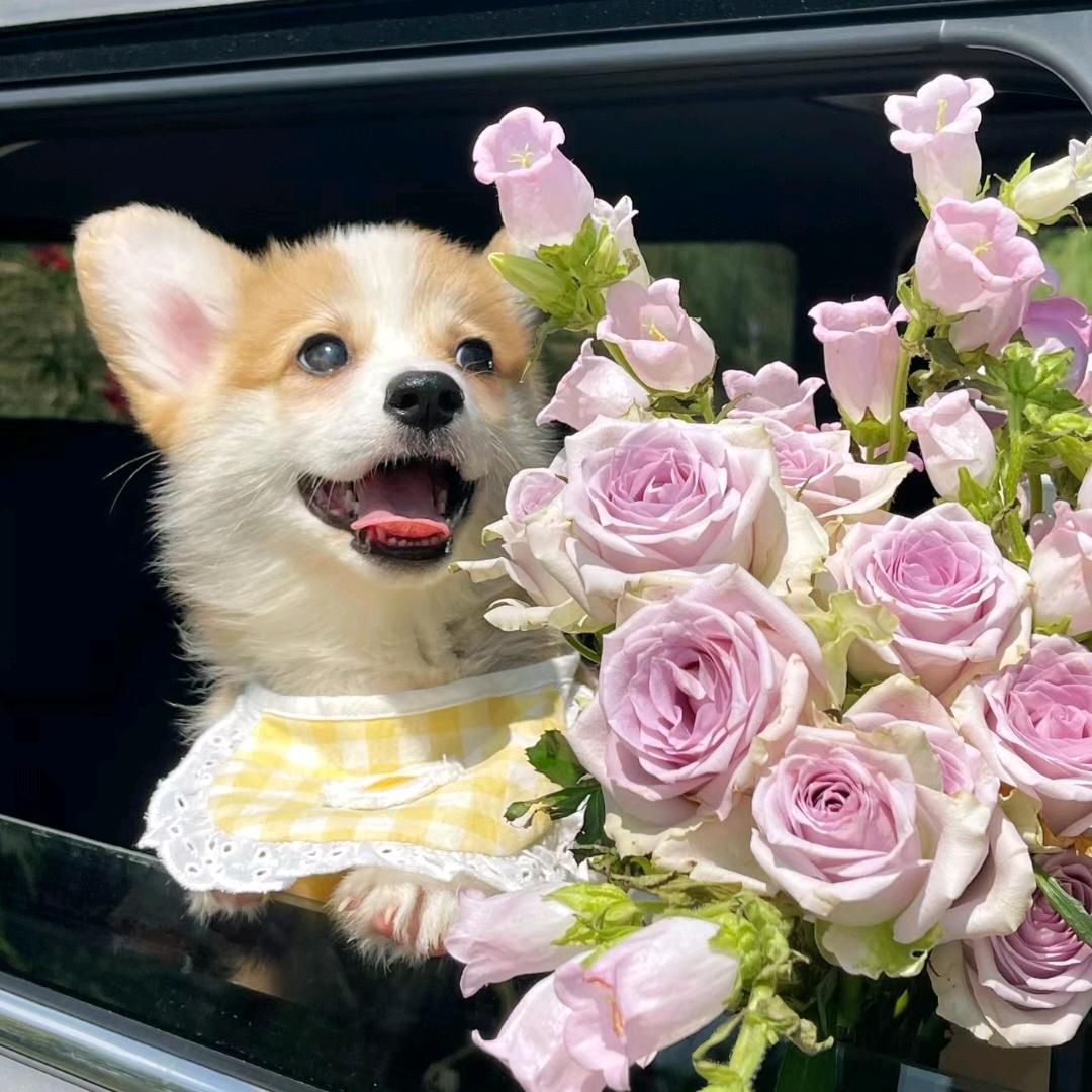 不爱唱歌也不爱手势舞