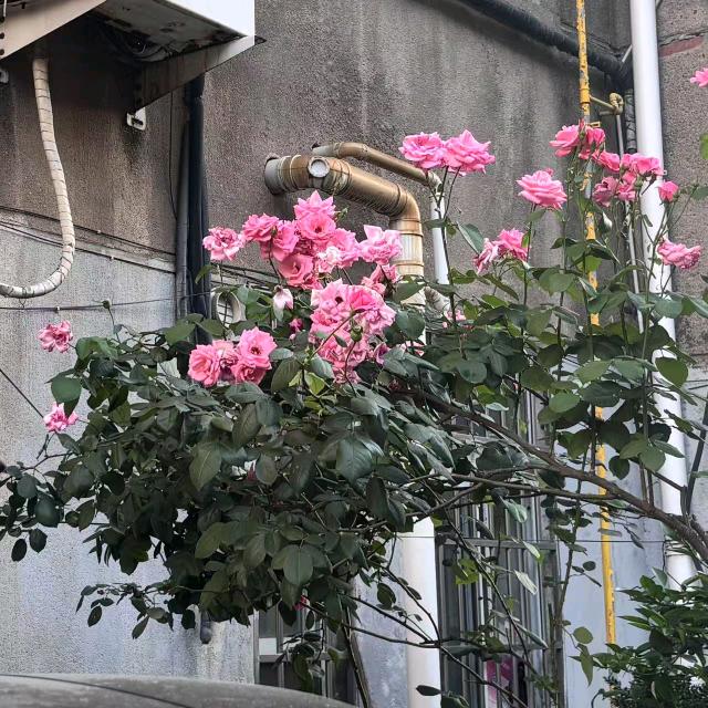 嘉欣