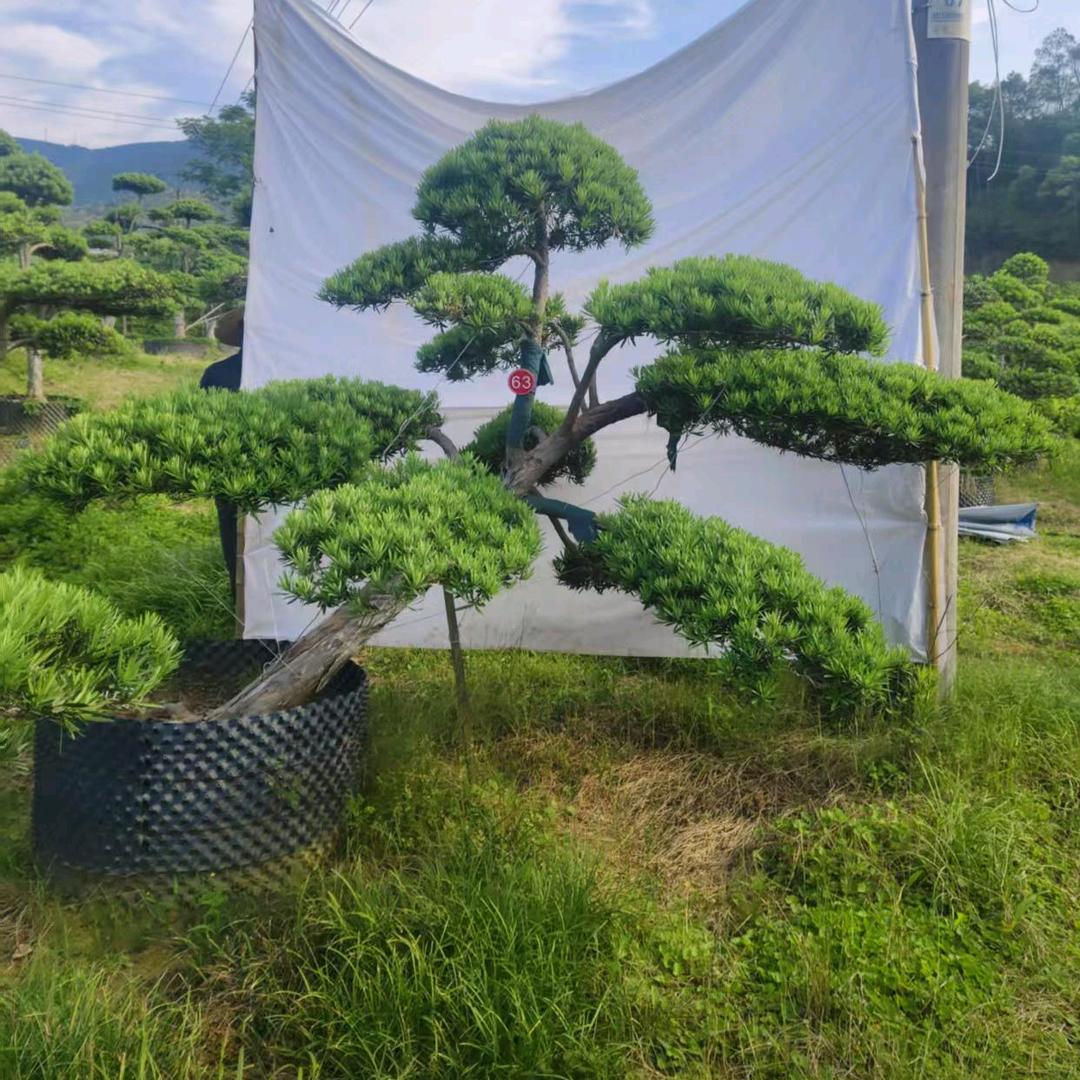 春兰苗木