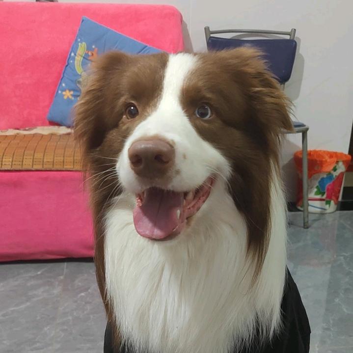 边牧蓝豆