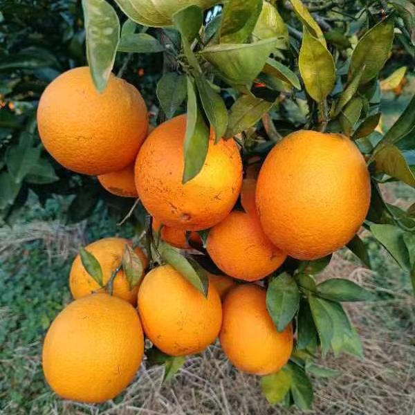 开心就好%🍋