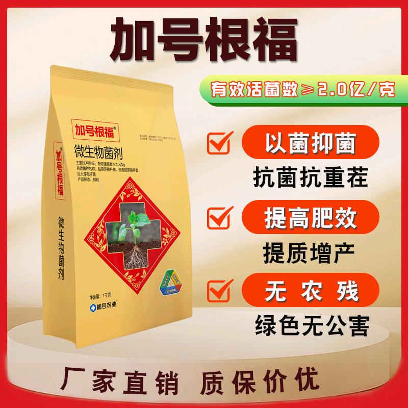 大姜专业管理种植