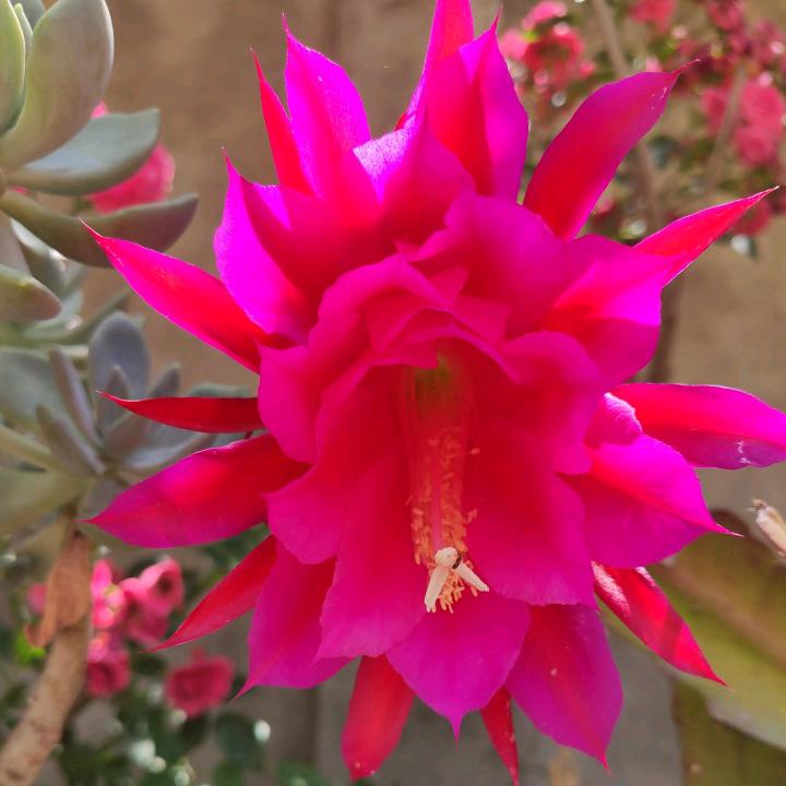 红玫瑰