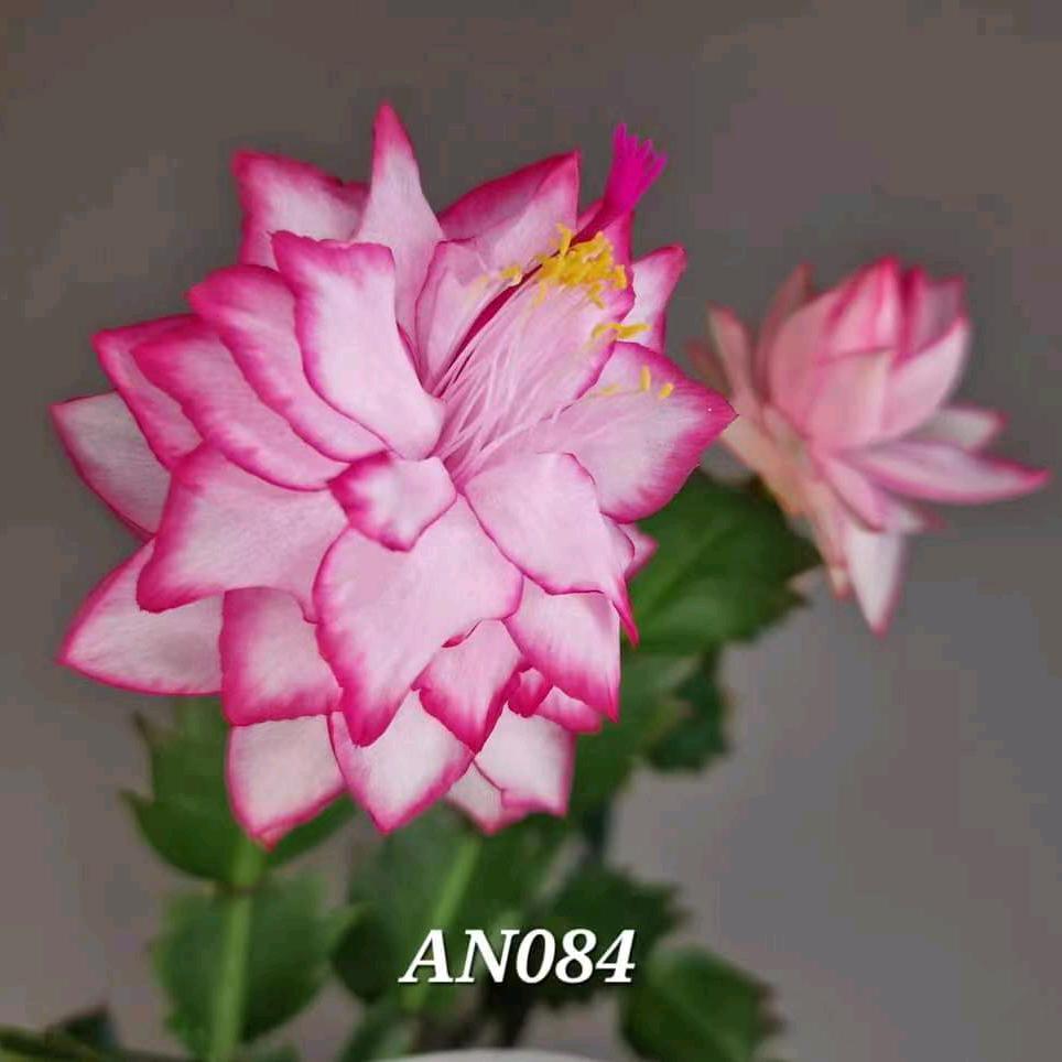 花霖蟹爪兰