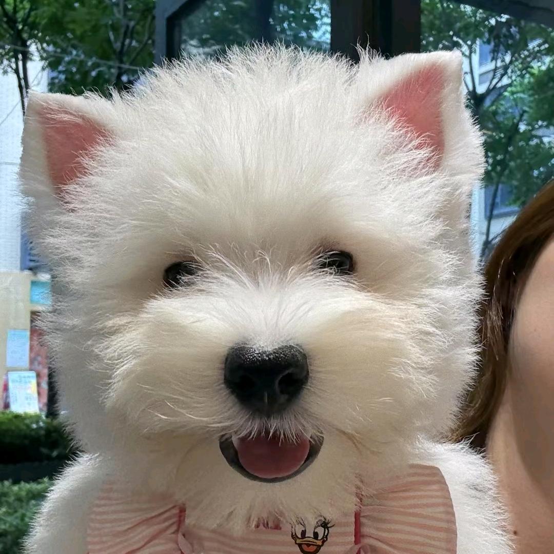 阿辰猫狗（看宠打主夜☎️）