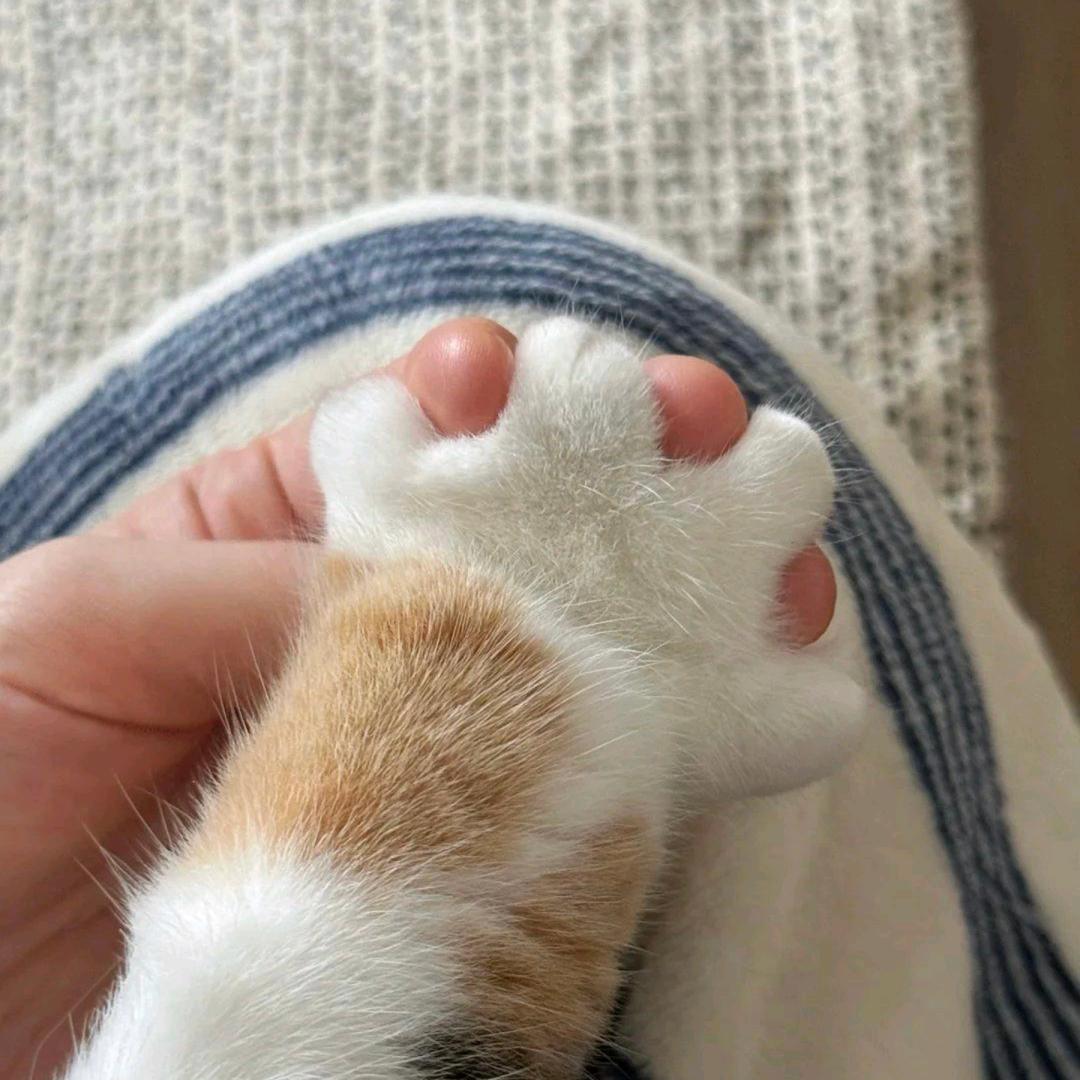 金嗓子猴宝