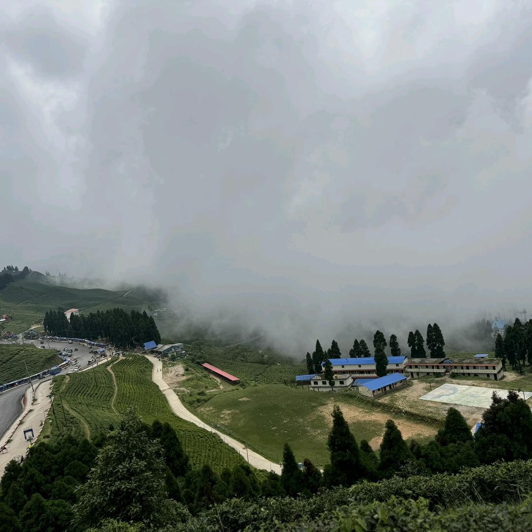 尼泊尔有机高山红厂家直销