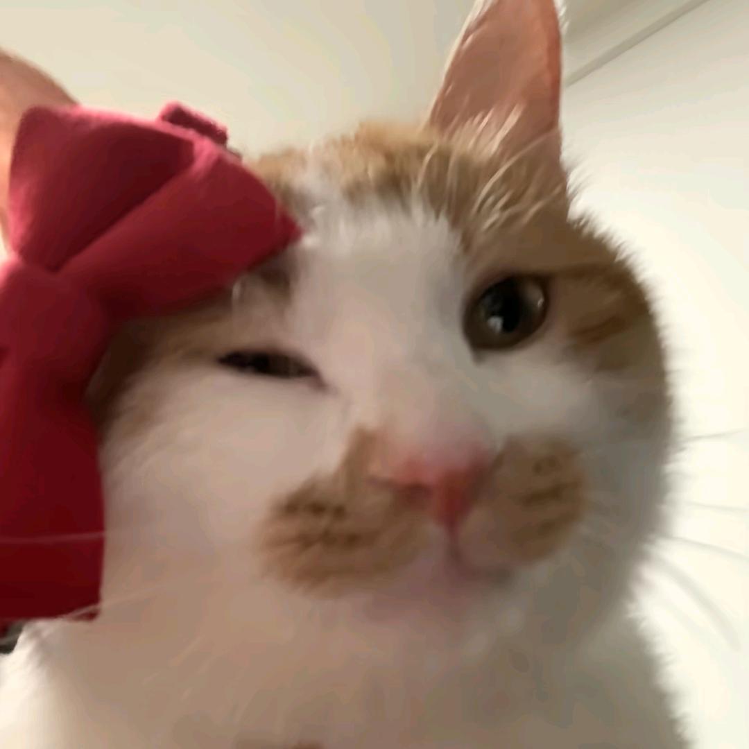芝士小奶盖鸭