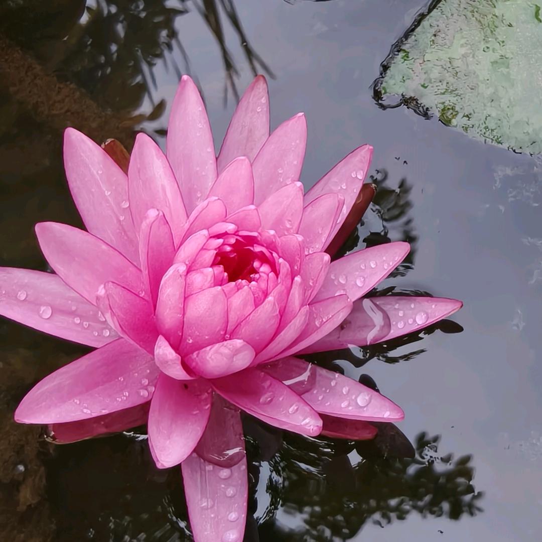 嘟嘟向前冲冲冲