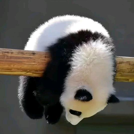 鱼木木