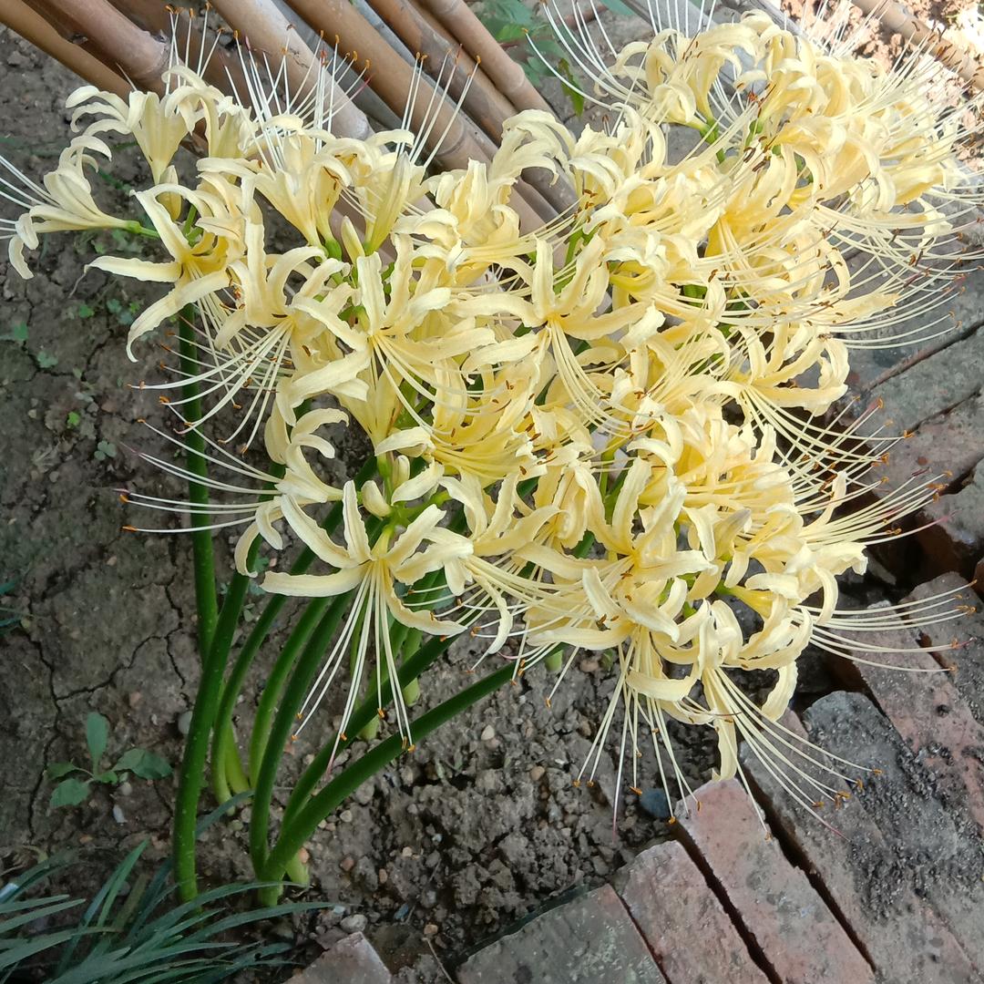 彼岸花