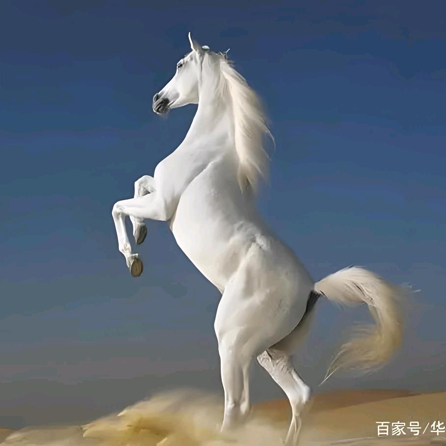 白馬哥🐎