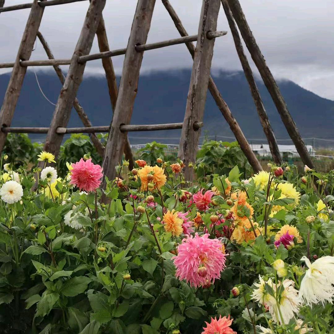 花家初谷花园餐厅