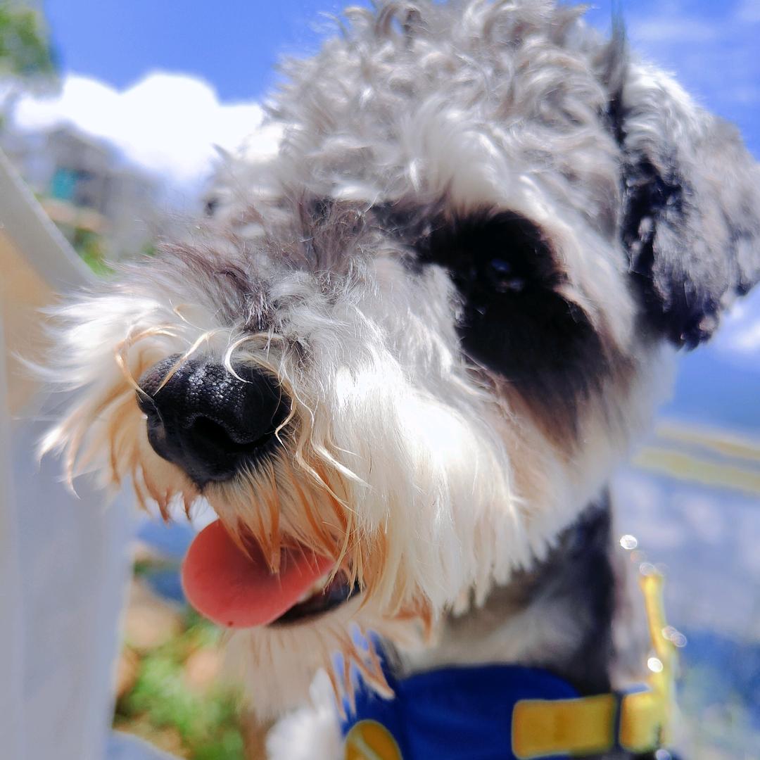 李米糕🐶