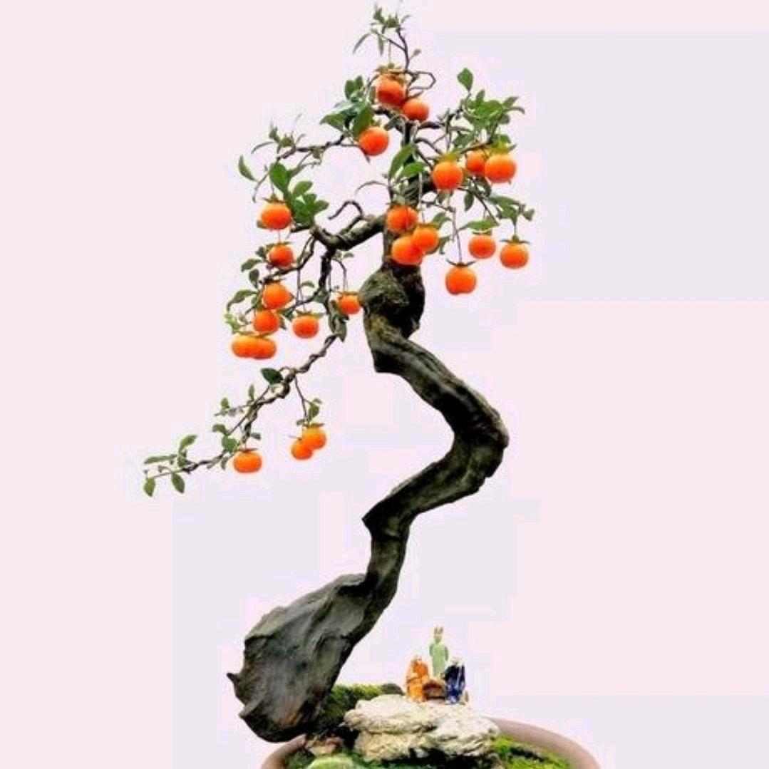 朵朵金弹子