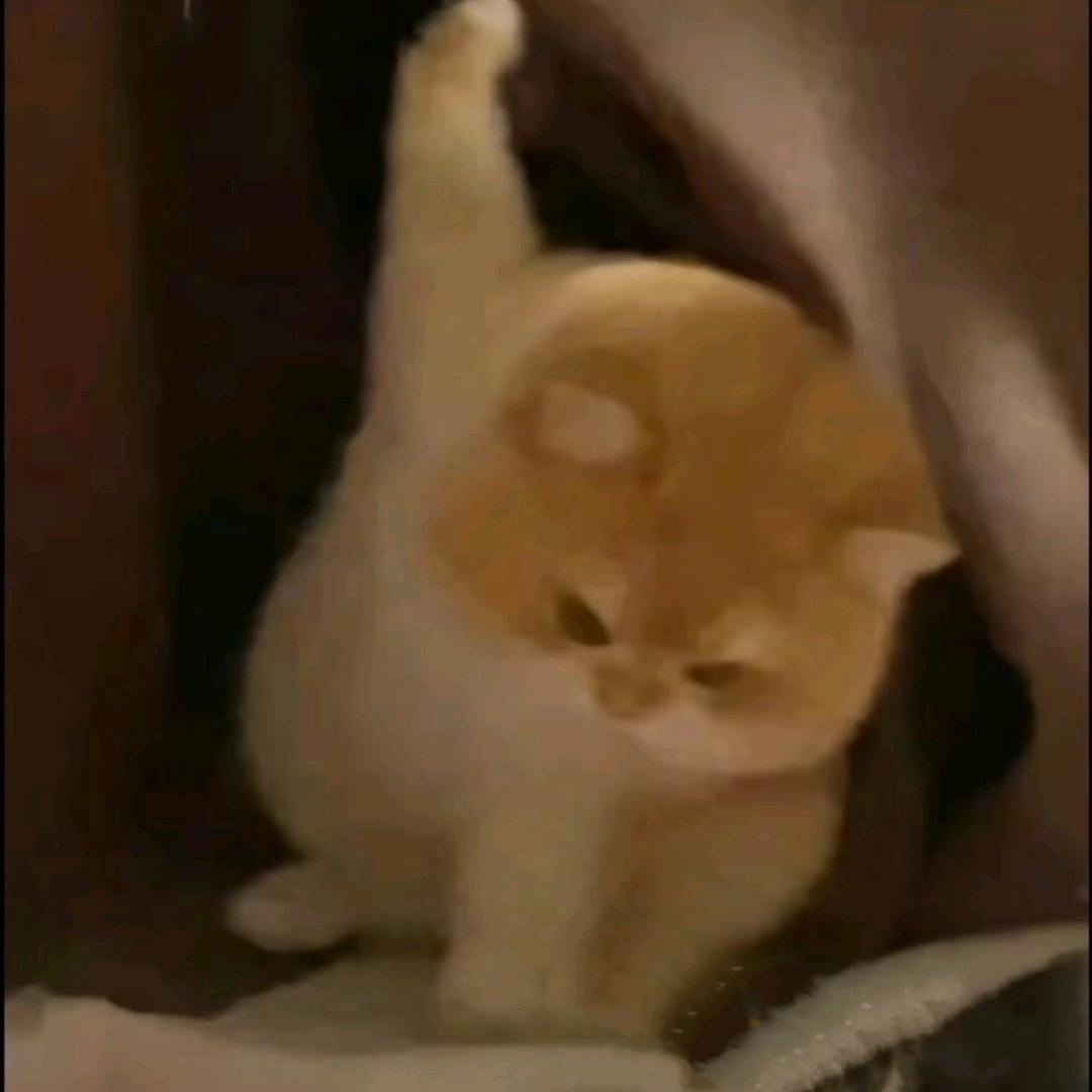 三嘉不爱吃土豆