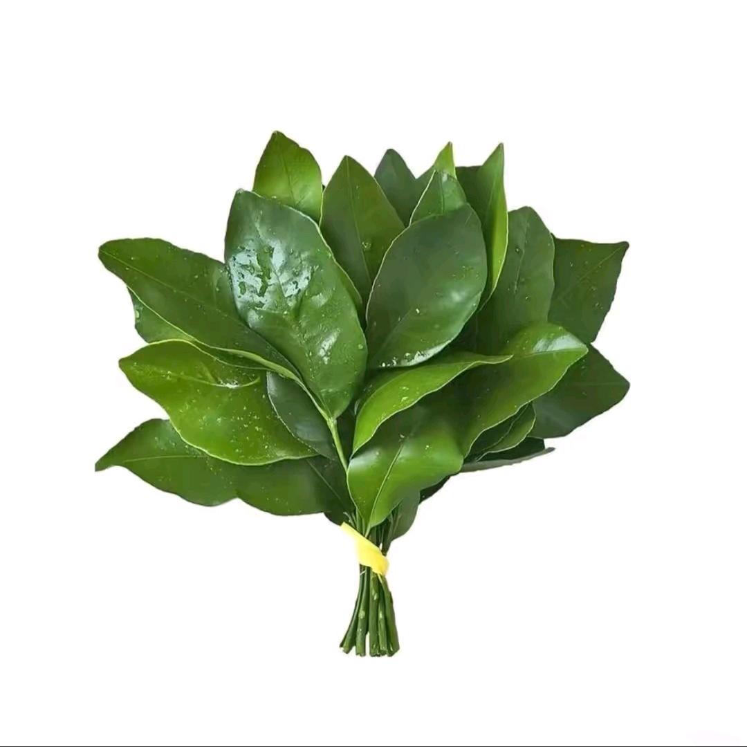 蓉蓉是元宝团子