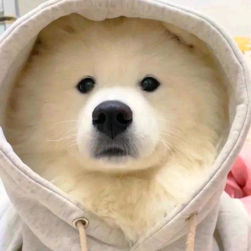 别在那给我吱哇乱叫