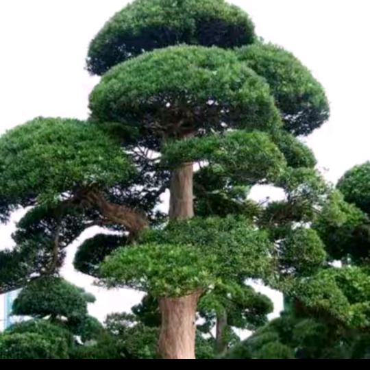 小福鑫