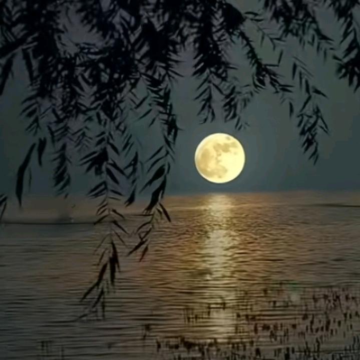 我为月亮借花梢