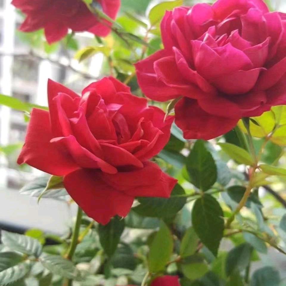竻力奋斗