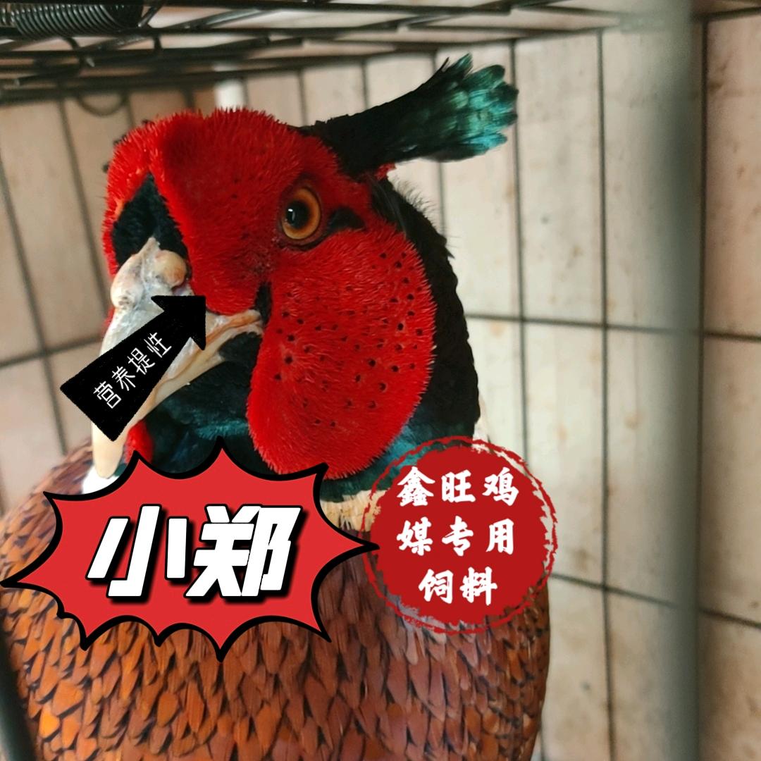 户外鑫旺鸡媒（小郑）