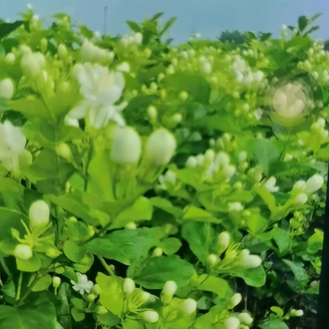 好货农资花卉园艺肥料批发