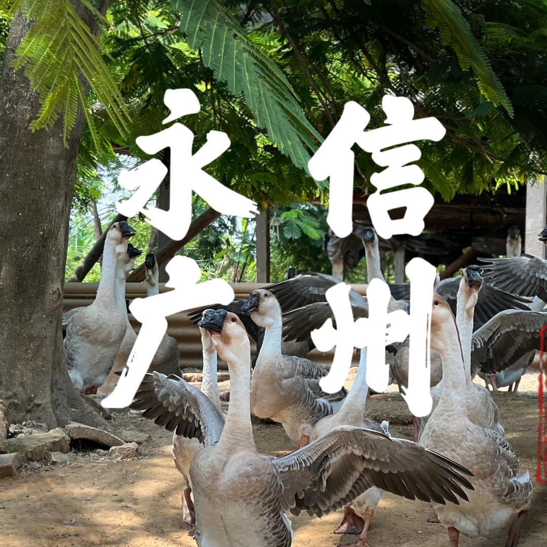 永信狮头鹅（广州）有限公司