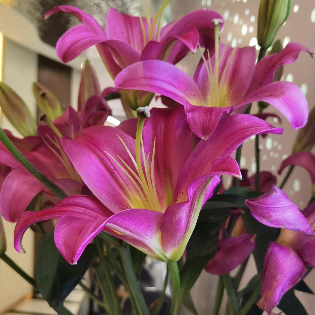 花开四季