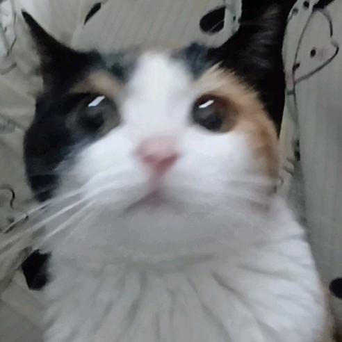 查七七