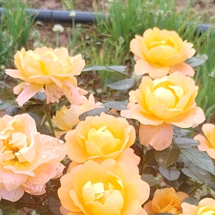 人生如戏🎉亦如梦