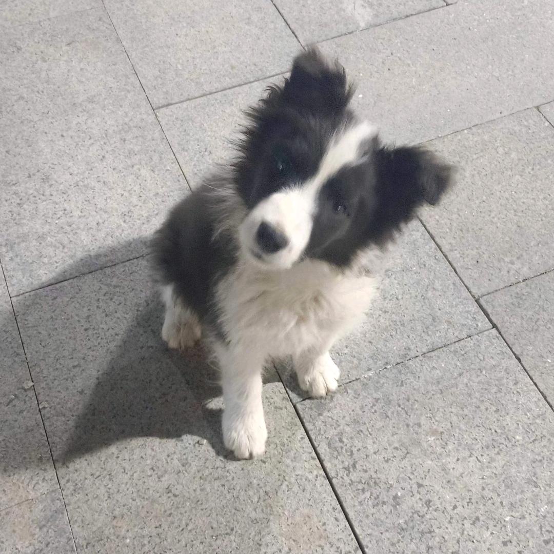 边牧