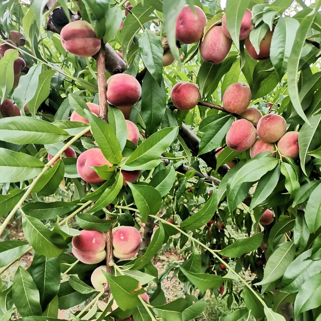 我的快乐就是想你