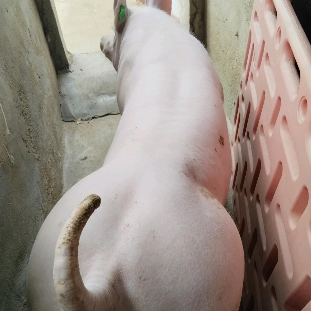 宏丰种猪场