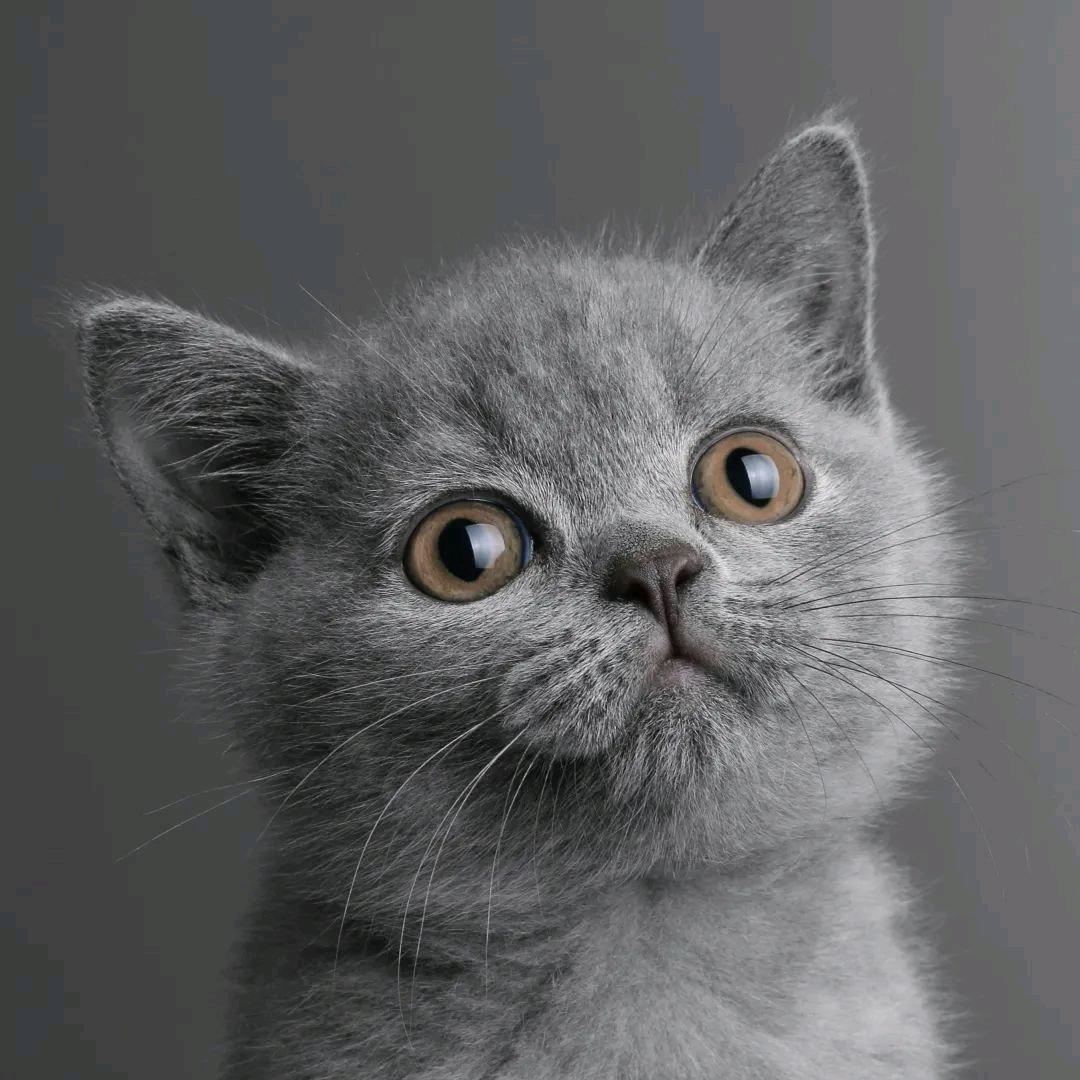 蓝猫铲屎官