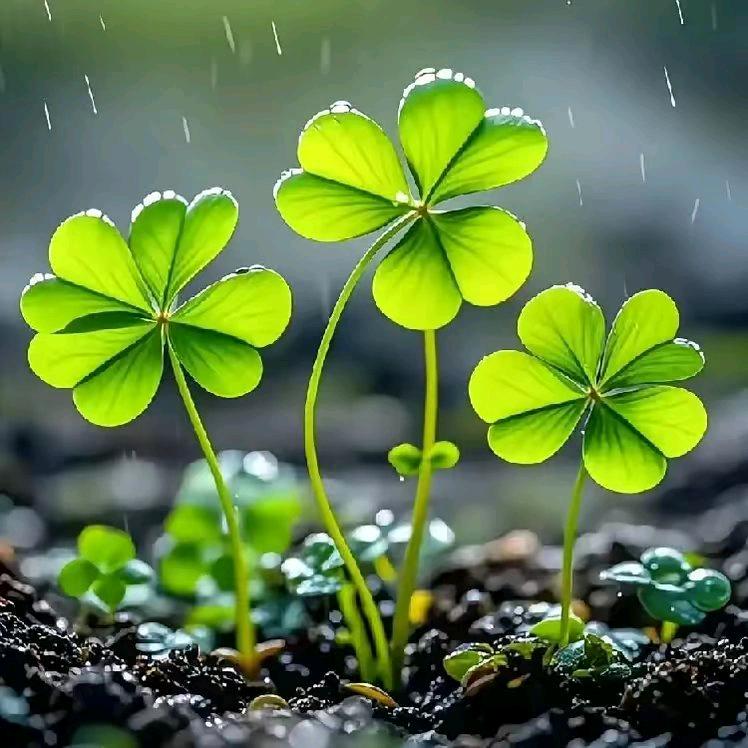 紫气东来14411331